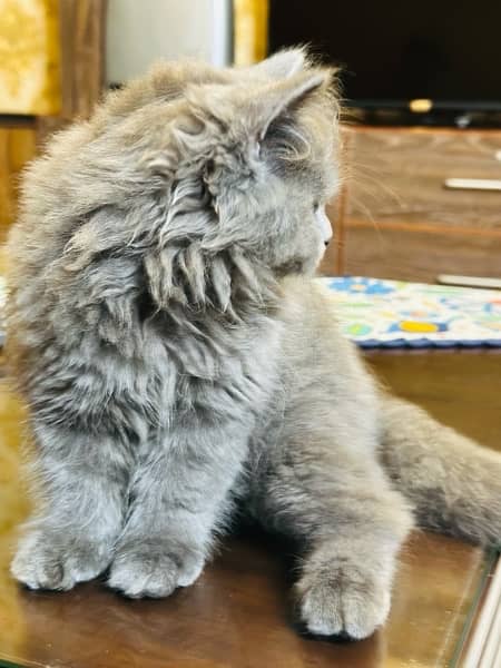 Grey Male Triple Coat Long Hair Persian Kitten 1