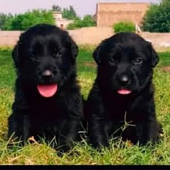 German Shepherd Long Coat  Black puppies