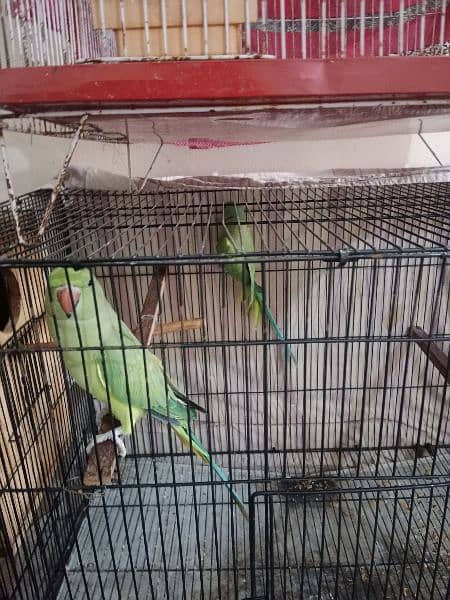 Breader Pair for sale 1