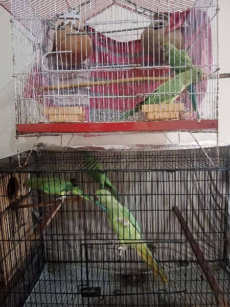 Breader Pair for sale 3