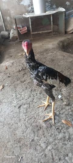 pair for sale hen ne 2 anday dye h unfirtile patha 6 month ka h