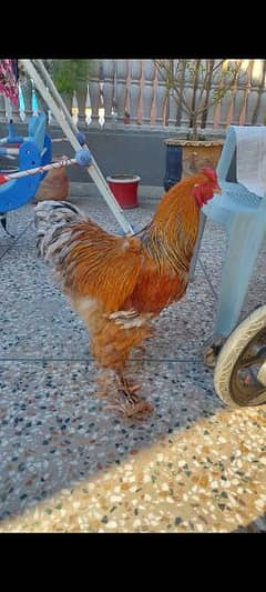 brahma 2 male ava for sale