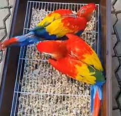 Red macaw chicks parrot age 4 month for sale