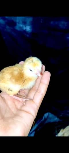 Heera and All breeds Chicks Available