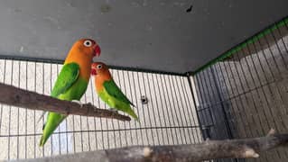 LOVEBIRDS FOR SALE 0