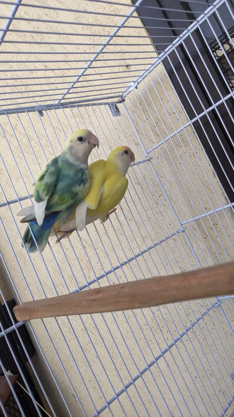 LOVEBIRDS FOR SALE 1