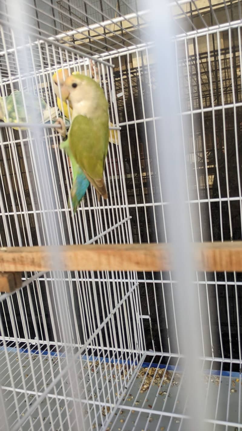 LOVEBIRDS FOR SALE 3