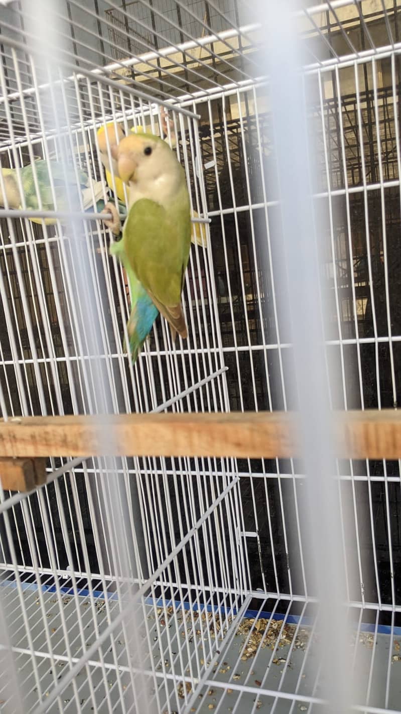 LOVEBIRDS FOR SALE 4