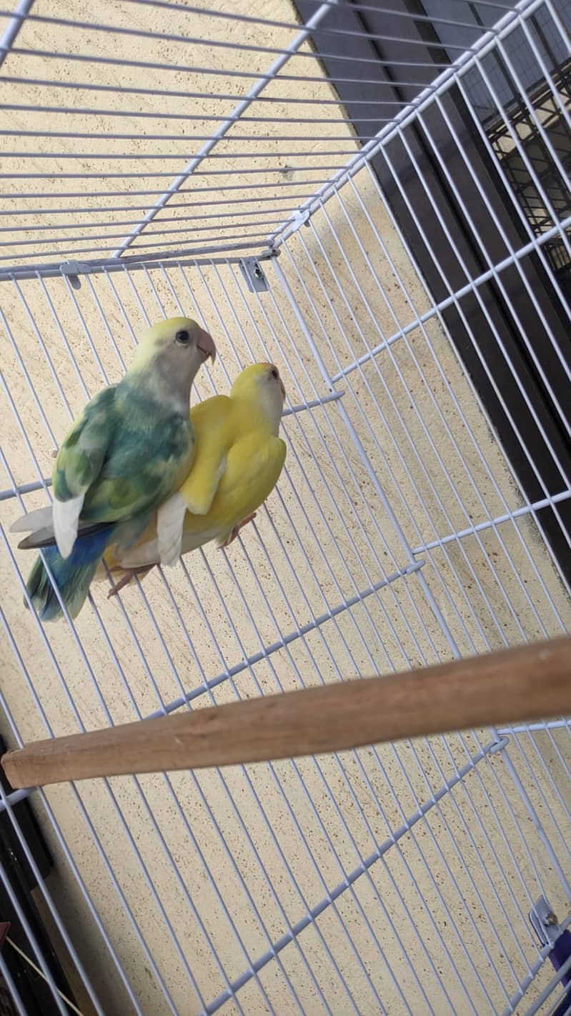 LOVEBIRDS FOR SALE 5