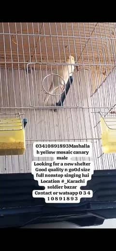 Mashallah yellow mosaic canary male. .