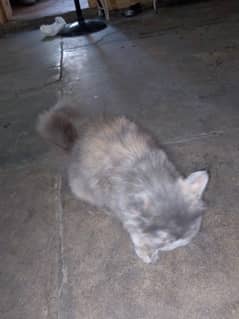 Persian cat for sell punch face