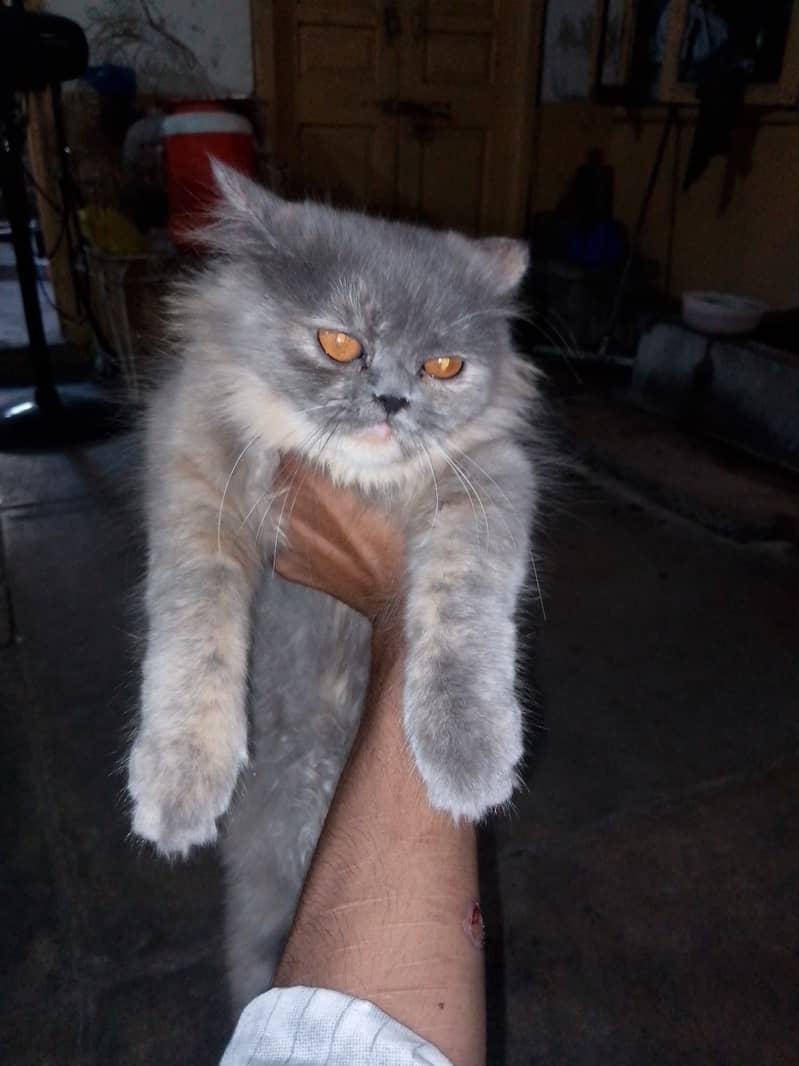 Persian cat for sell punch face 1