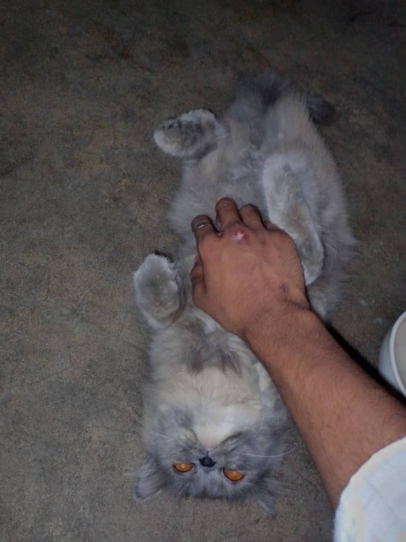 Persian cat for sell punch face 3