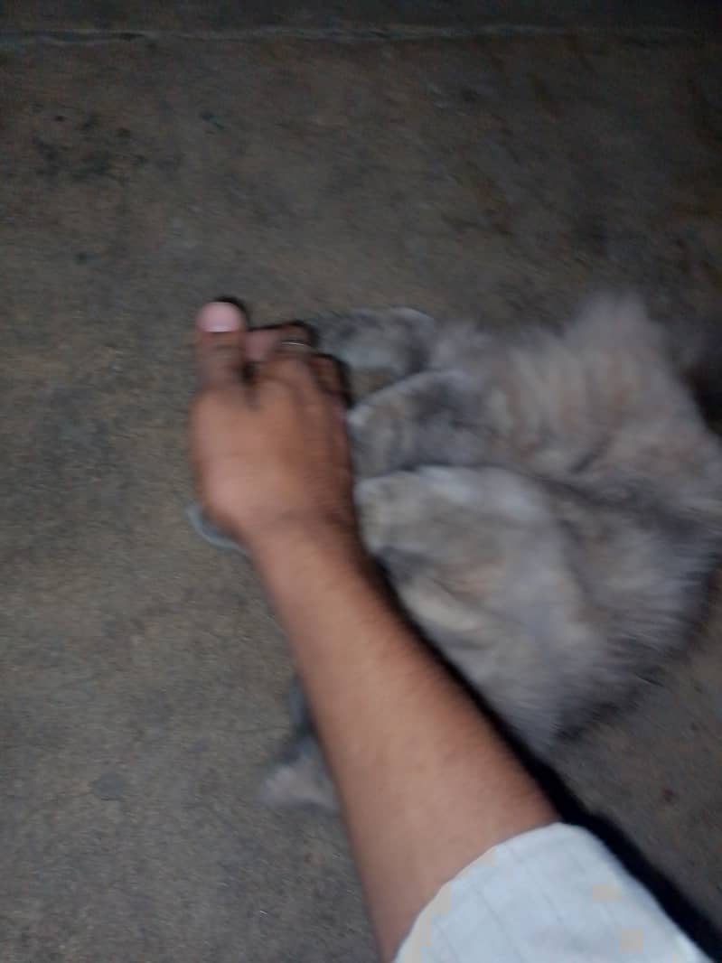 Persian cat for sell punch face 4