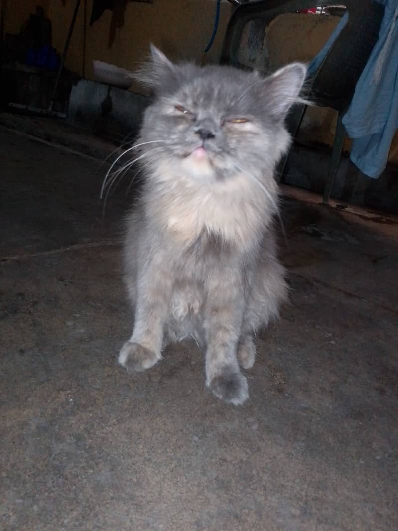 Persian cat for sell punch face 5