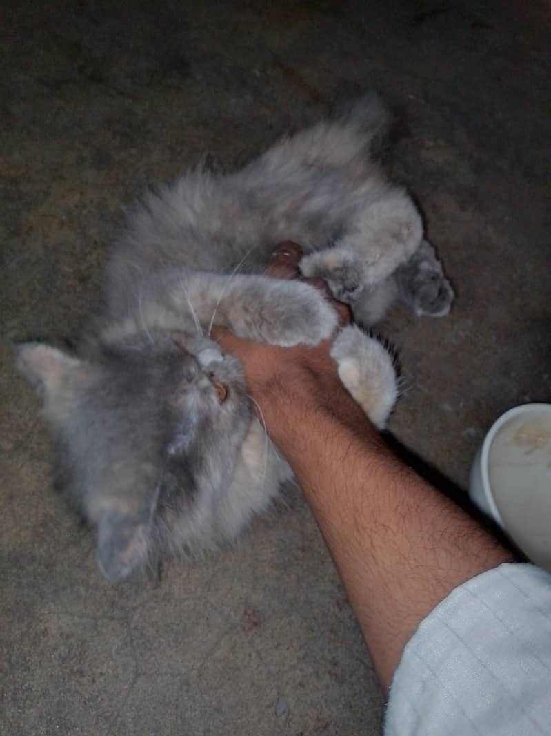 Persian cat for sell punch face 6