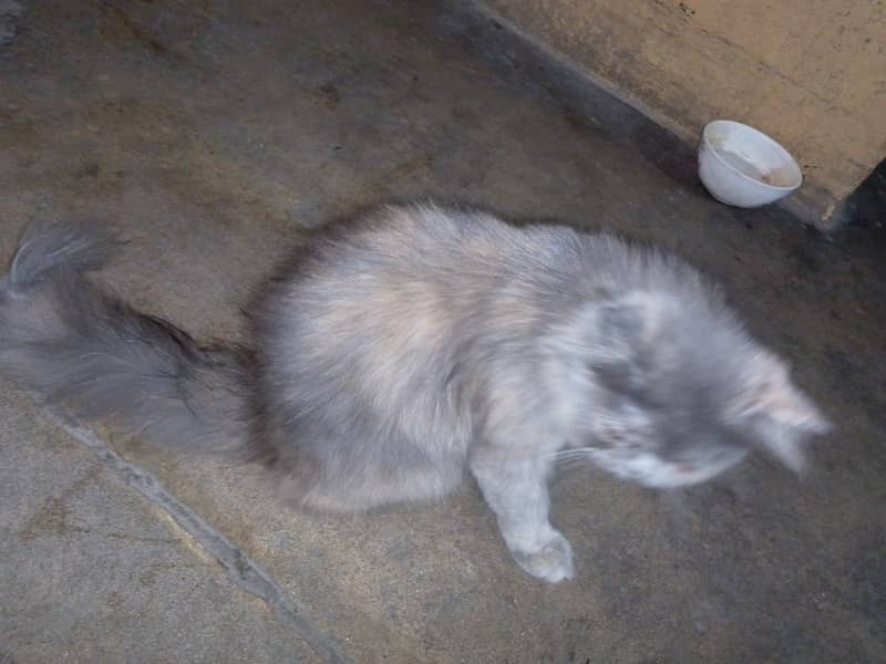 Persian cat for sell punch face 7