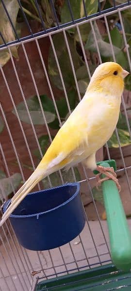 singing canaries males for sale 3