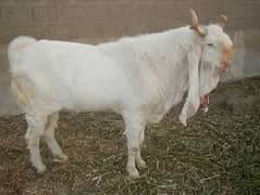 GULABI GOAT