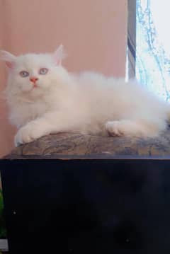 Pure persian triple coated male kitten