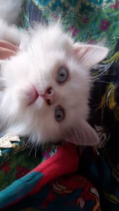 Pure persian triple coated male kitten