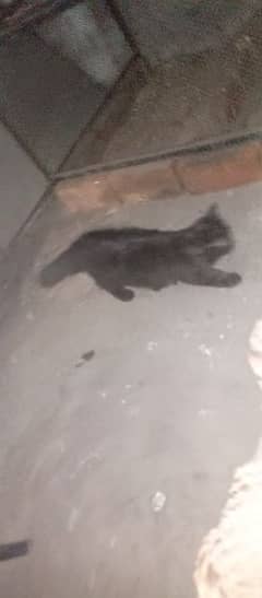 1 black cat