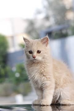 Persian Male Kitten