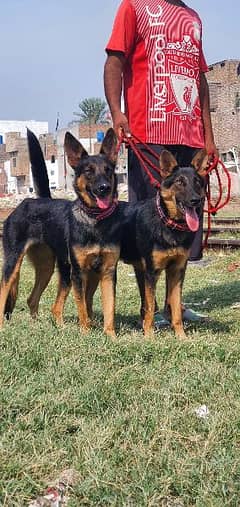 Altician bagalli falls security dog pair for sale