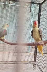 olive Pahari | high quality parrots | pahari parrot pair 0