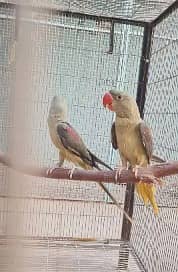 olive Pahari | high quality parrots | pahari parrot pair 1