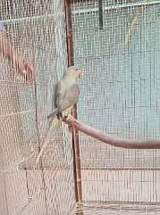 olive Pahari | high quality parrots | pahari parrot pair 3