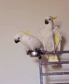 Triton cockatoo | malucan | cockatoo parrots |high quality cockato