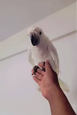 Triton cockatoo | malucan | cockatoo parrots |high quality cockato 1