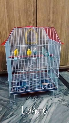 Budgies 2 pair for sale , with cage