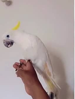 Triton cockatoo | Umbrella | Malakand | malucan | high quality parrots 6