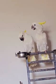 Triton cockatoo | Umbrella | Malakand | malucan | high quality parrots 10