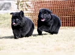 black German shepherd puppy full long coat puppy