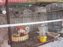 single portion cage / Birds cage / Parrot cage / Cage for sale