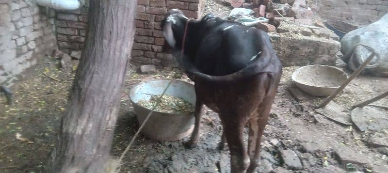 wacha for sale / cholistani wacha / desi wacha / bulls for sale / baby 2