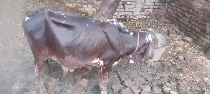 wacha for sale / cholistani wacha / desi wacha / bulls for sale / baby 3