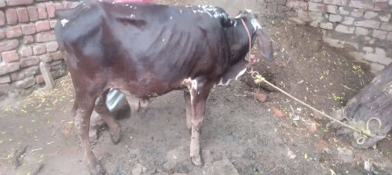 wacha for sale / cholistani wacha / desi wacha / bulls for sale / baby 5