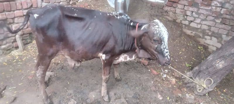 wacha for sale / cholistani wacha / desi wacha / bulls for sale / baby 6