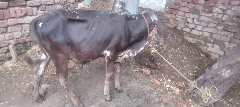 wacha for sale / cholistani wacha / desi wacha / bulls for sale / baby 7