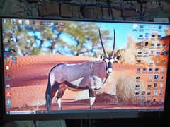 HP e243 Elite Display Monitor 24 inch (having black miner line)