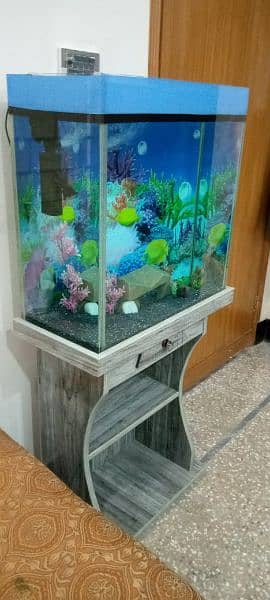 2x2 ft fish aquarium 3