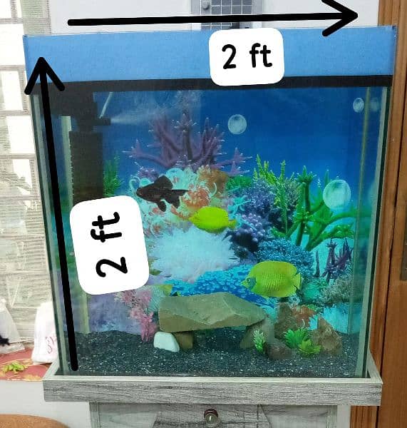 2x2 ft fish aquarium 4