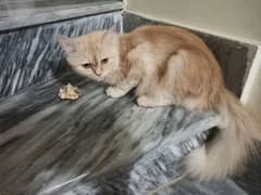 Healthy Vaccinated Female Persian Cat 0