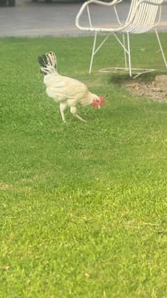 Golden Misri | male | Murga | Lohman hen f1 | desi murgha