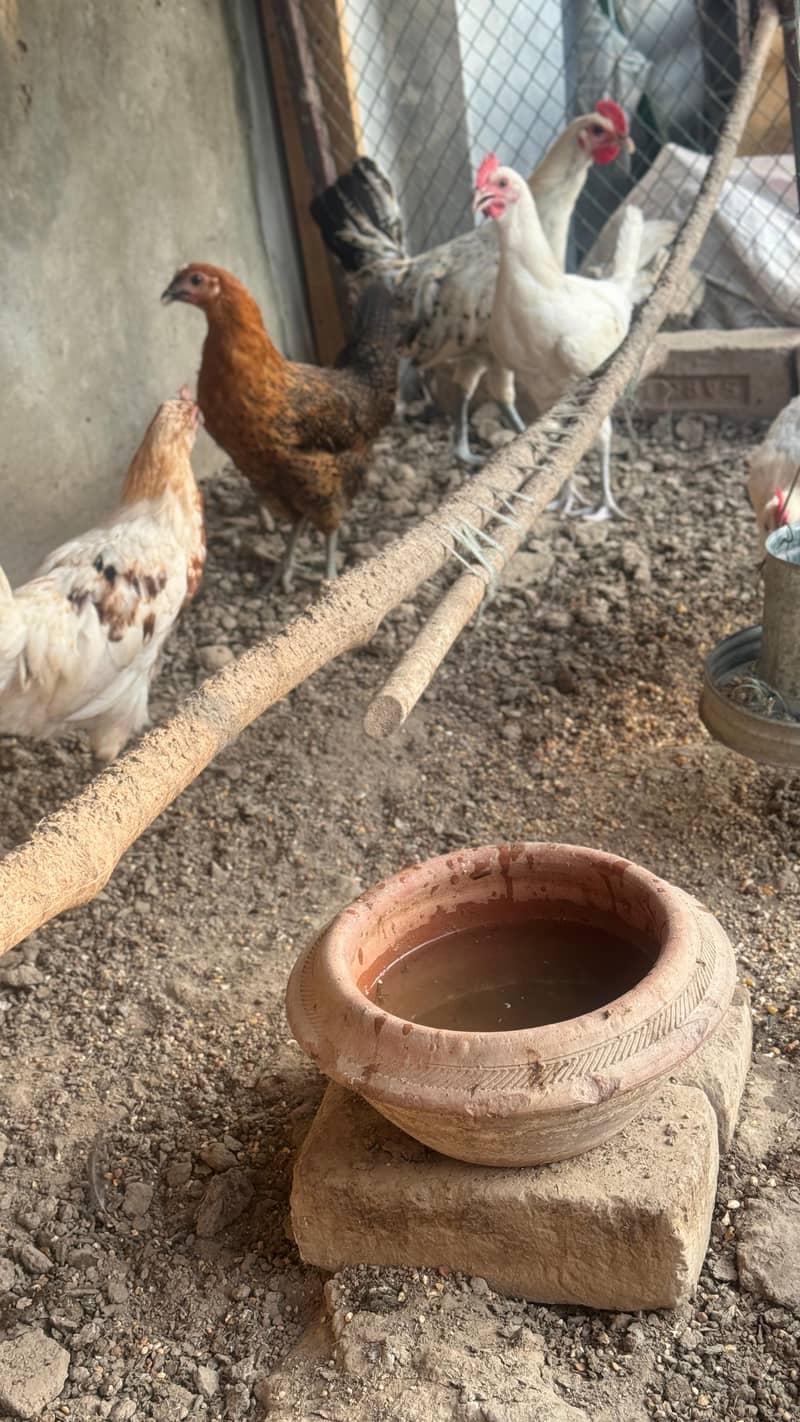 Golden Misri | Hens | male | Murgiya | Lohman hen f1 | desi hen 2