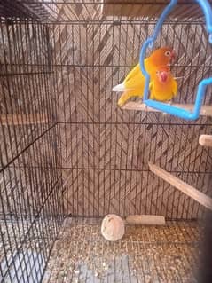 5 pc lovebirds for sale